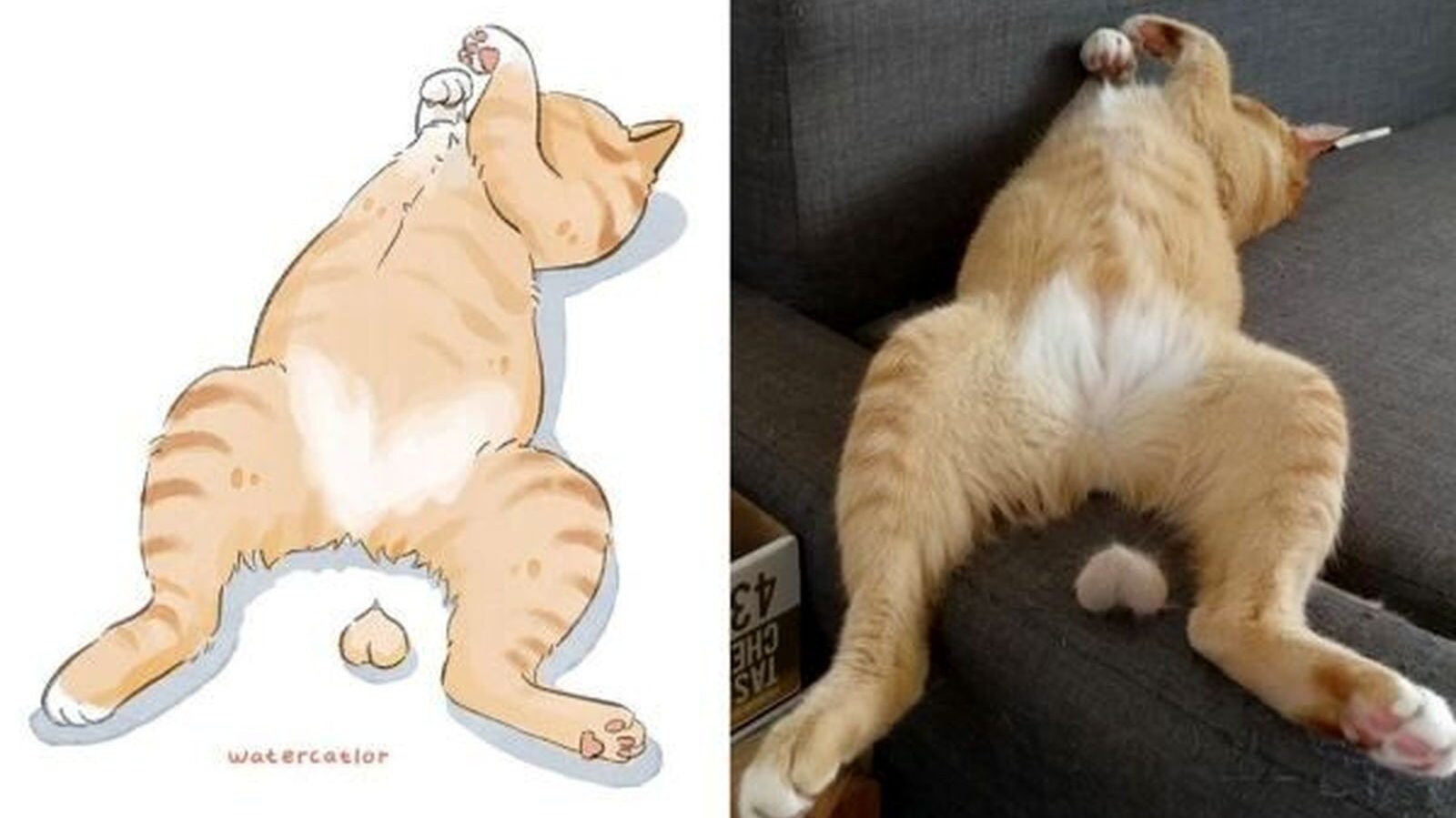 Мемы с нарисованными котами