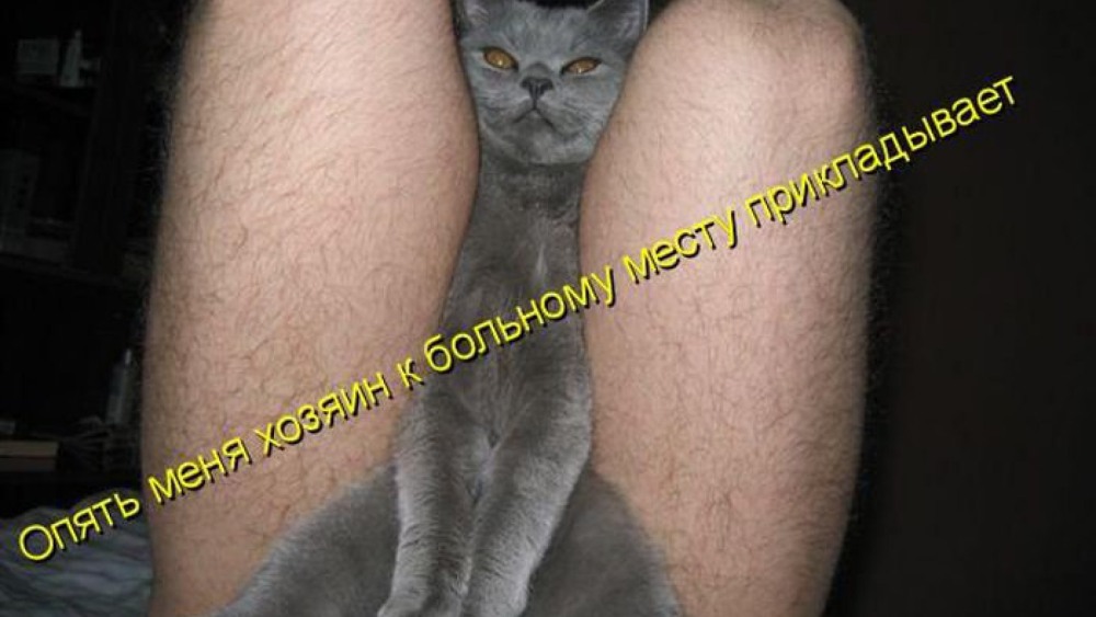 Кот с хвостом между ног