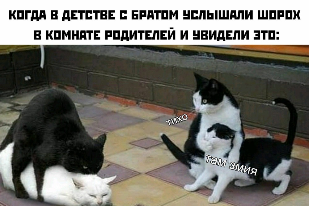 Кошачья групповушка