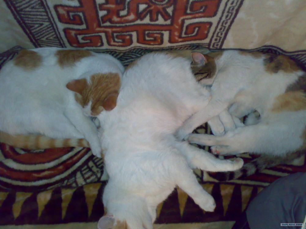 Люблю физику