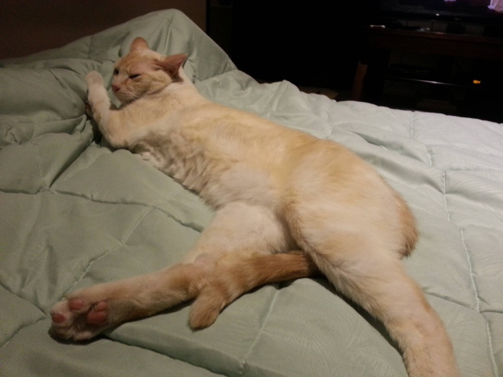 Соблазнительная кошка