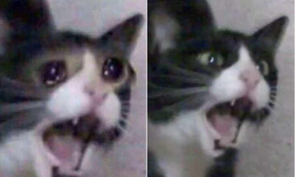 Кошка в Нижнем белье