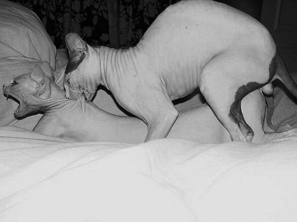 Сношение котов