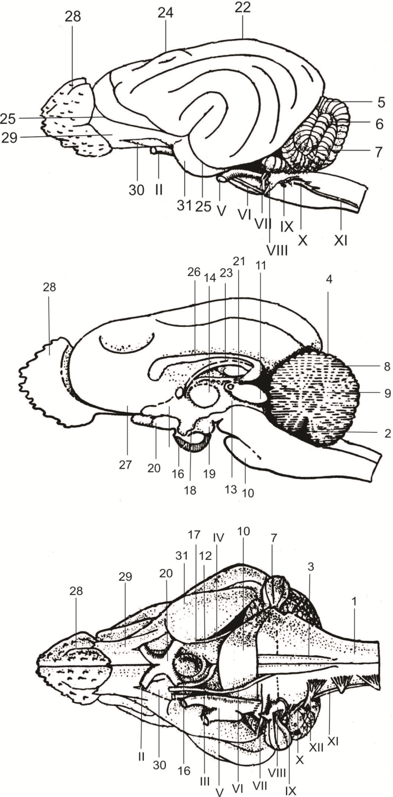 Малый таз скелет