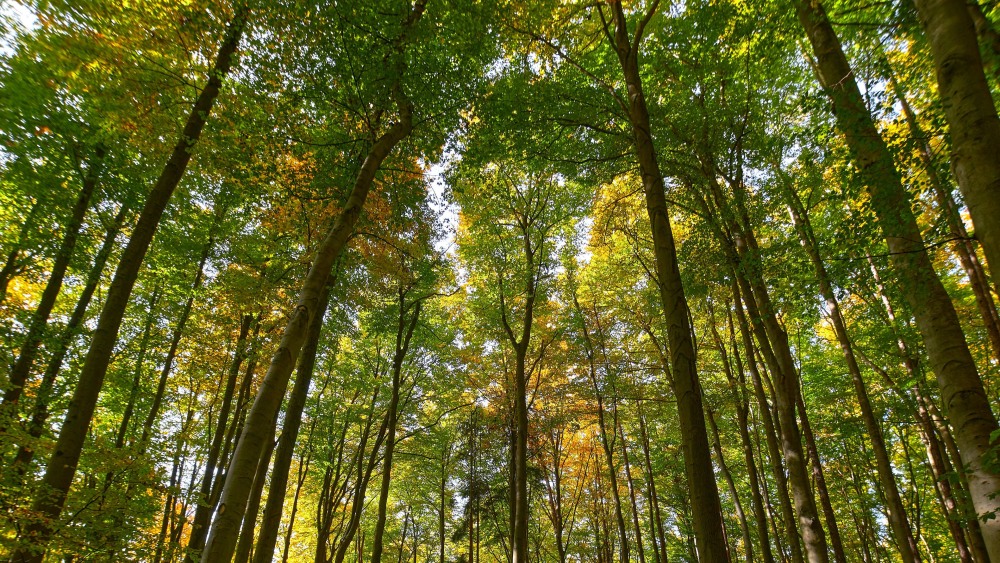 Красивые леса