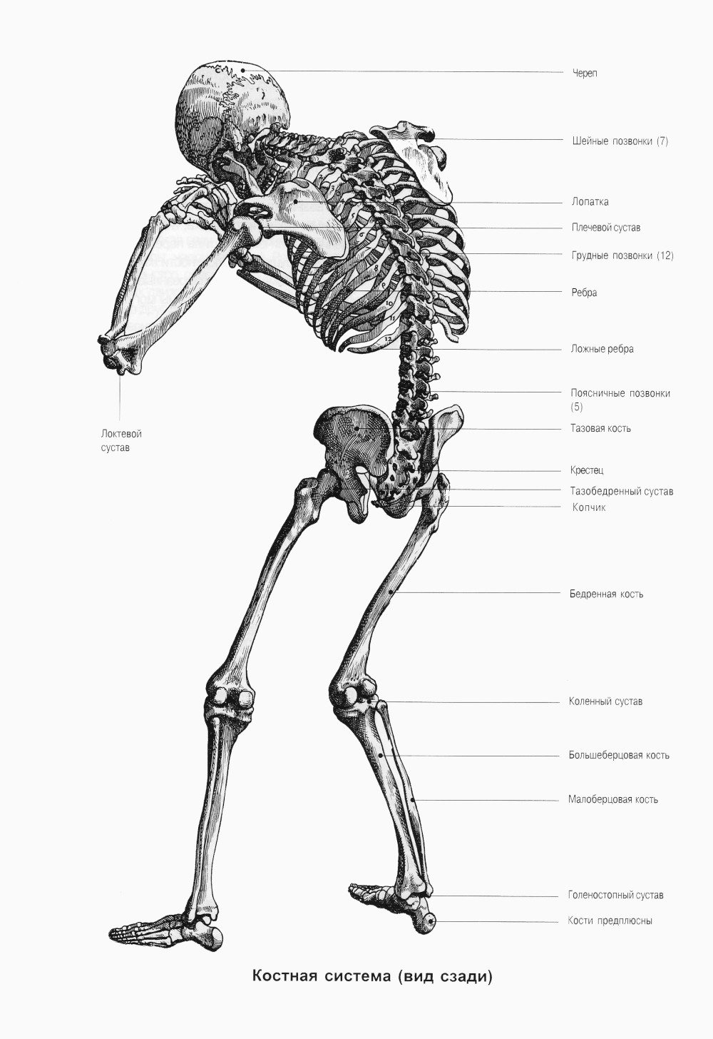 Мари Феникс чулки анал