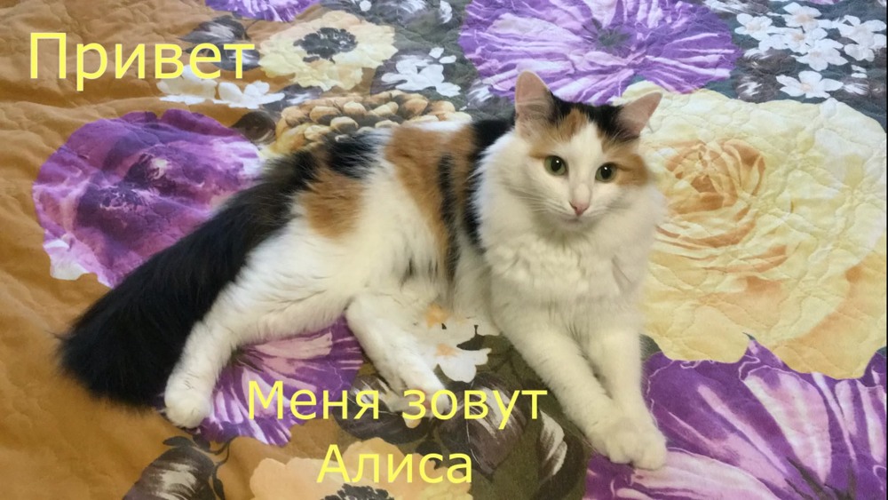 Как выглядит лайка