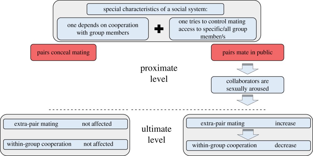 Колесо зубчатое коническое ФД-567.01.002