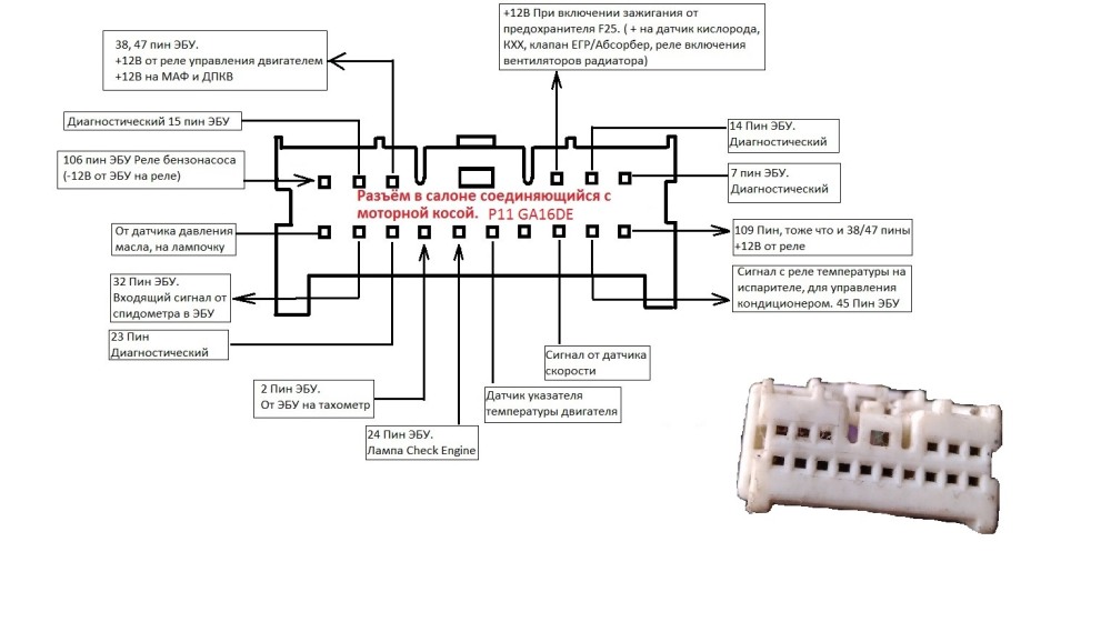 Сива пальмы