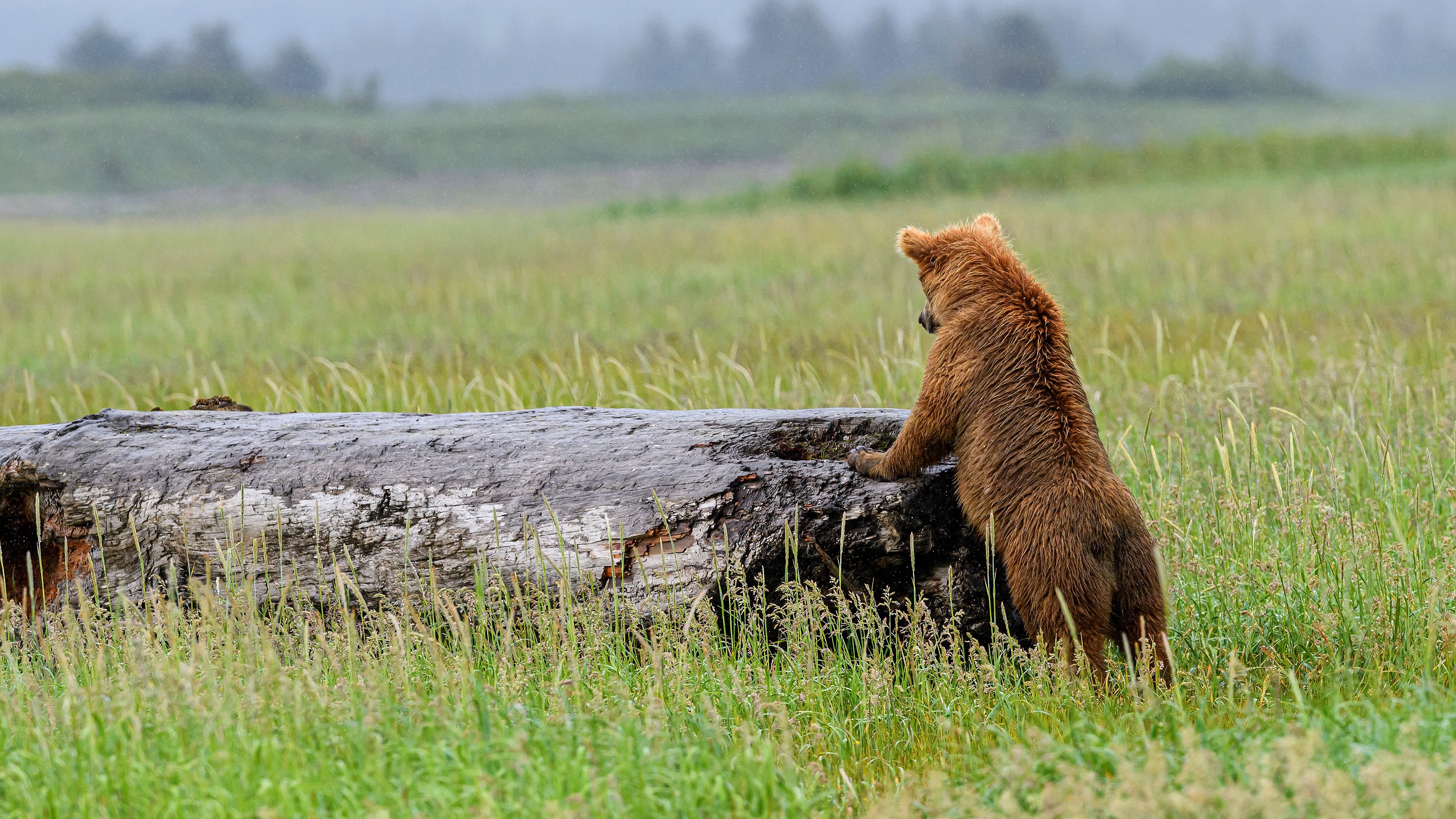 Back bear. Медведь с медвежонком. Медведь со спины. Медведь на бревне. Убегающий медведь задний вид.