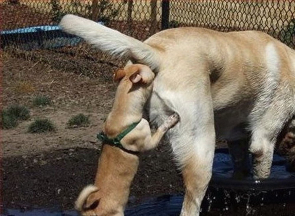 Собаки обнюхивают друг друга