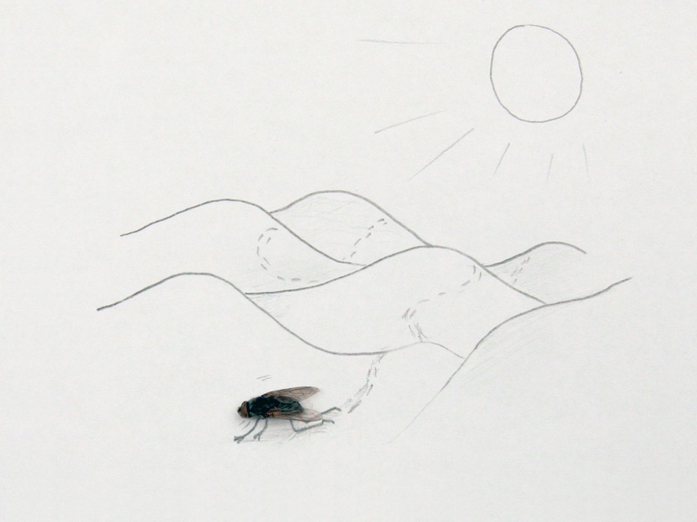 Муха рисунок