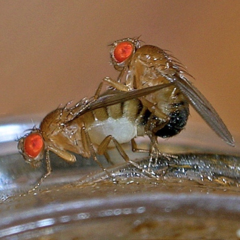 Дрозофила мошкара