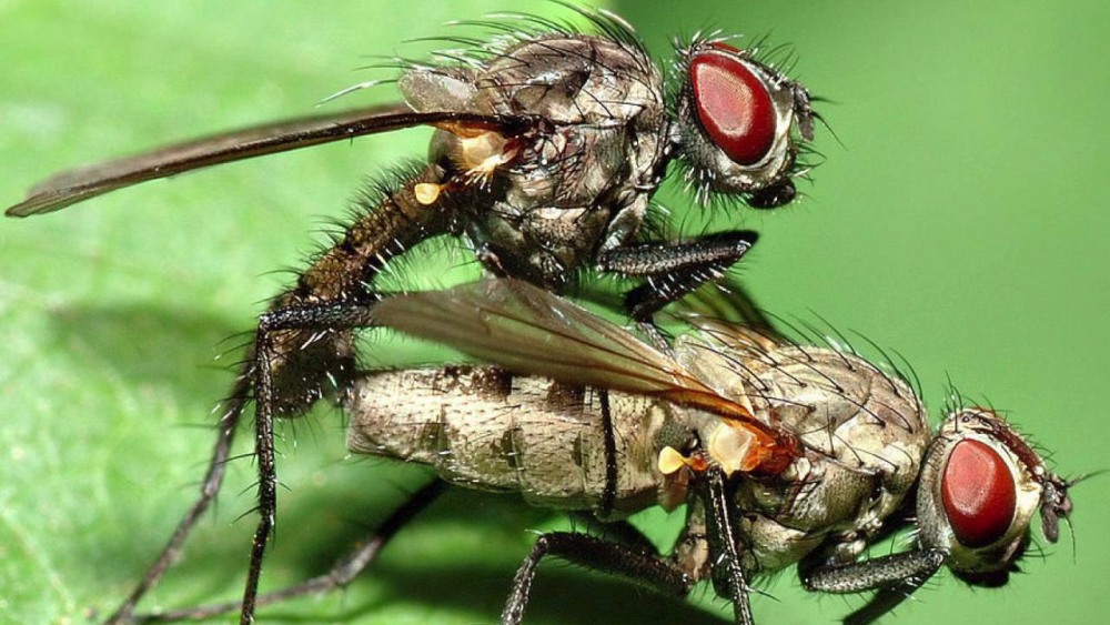 Мухи спариваются