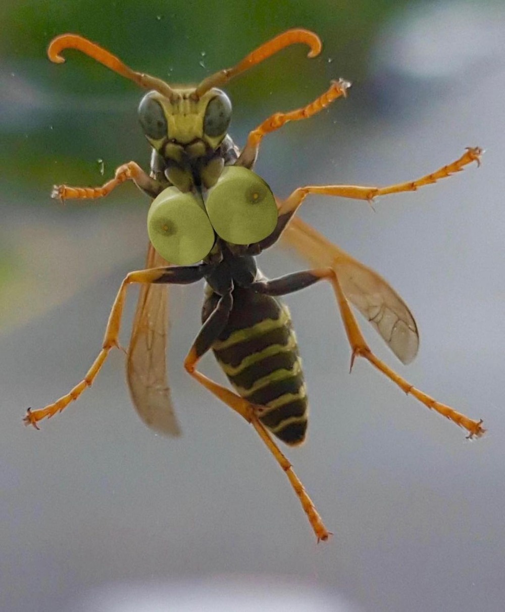 Лесные мухи с огромными лапами