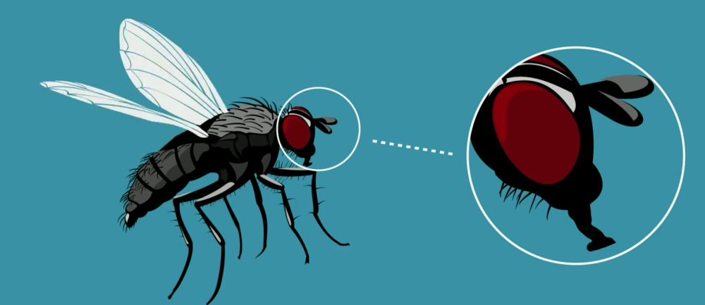 Что любят мухи