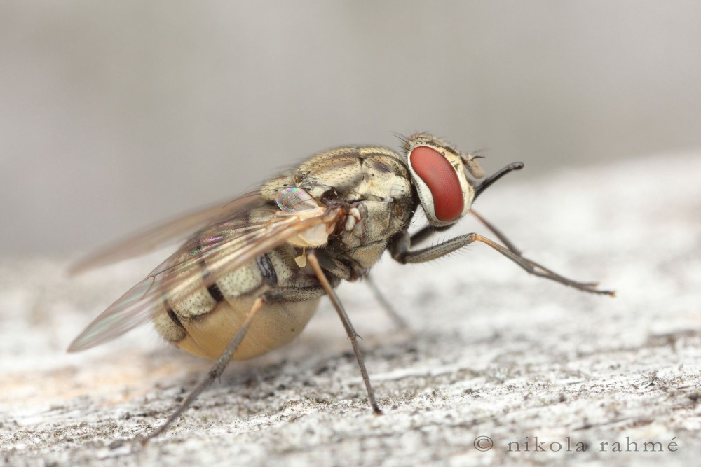 Осенняя жигалка (Stomoxys Calcitrans)