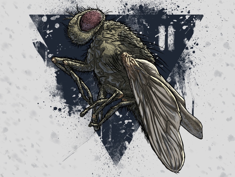 Сартр мухи иллюстрации