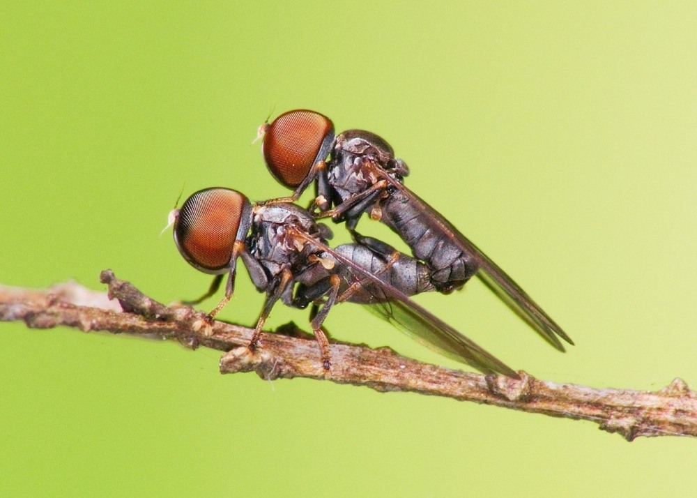 Спаривание мух