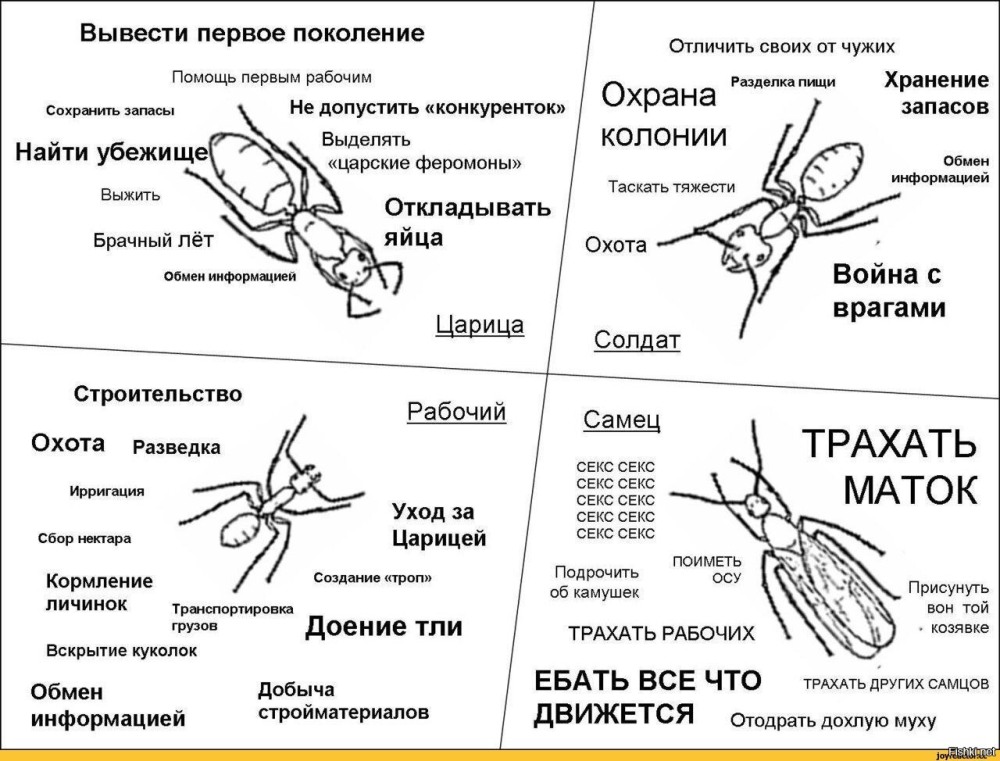 Муравьи классификация