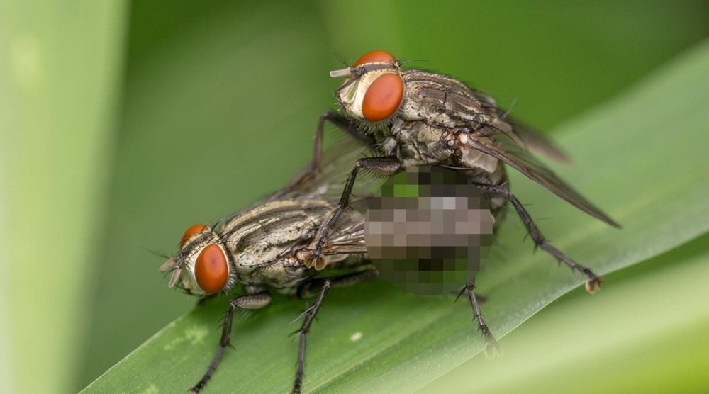 Муха ТОЛКУНЕЦ