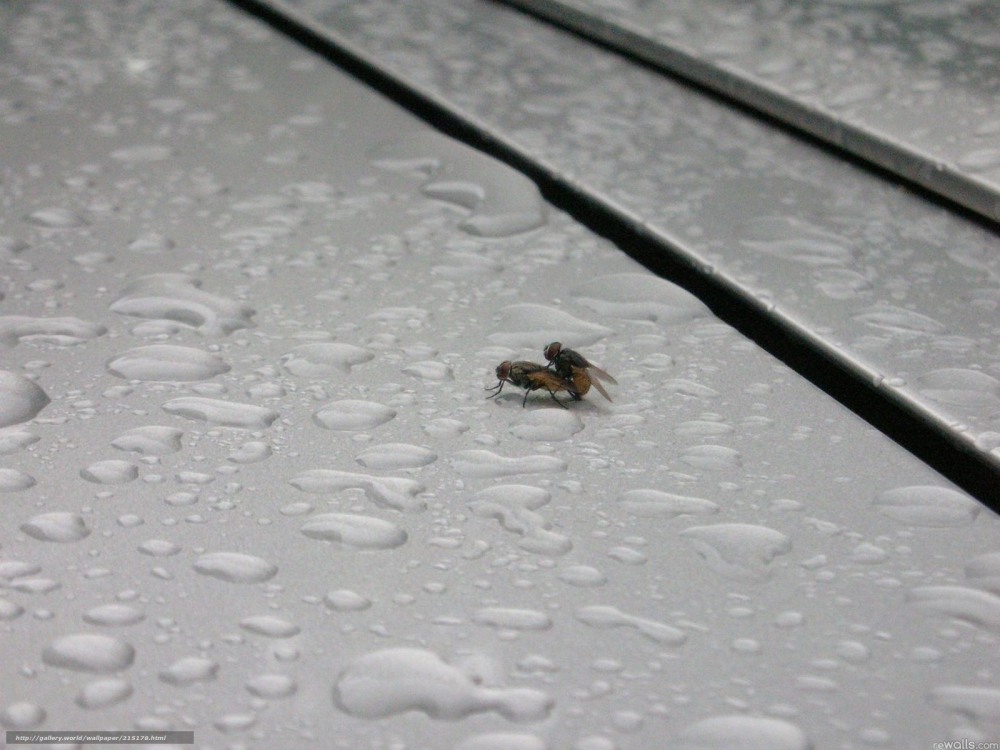 Ебутся мухи на зеркале