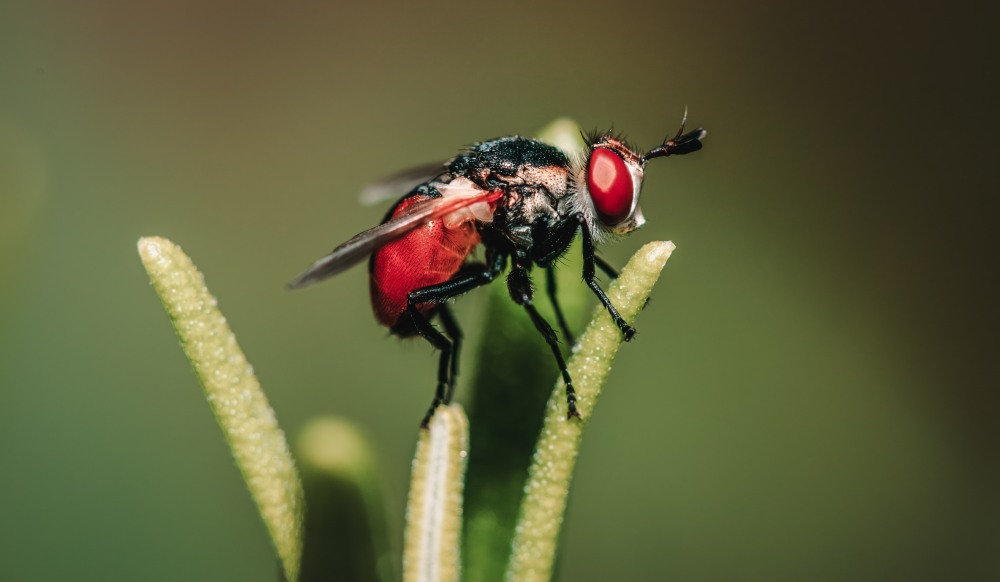 Муха на рабочий стол