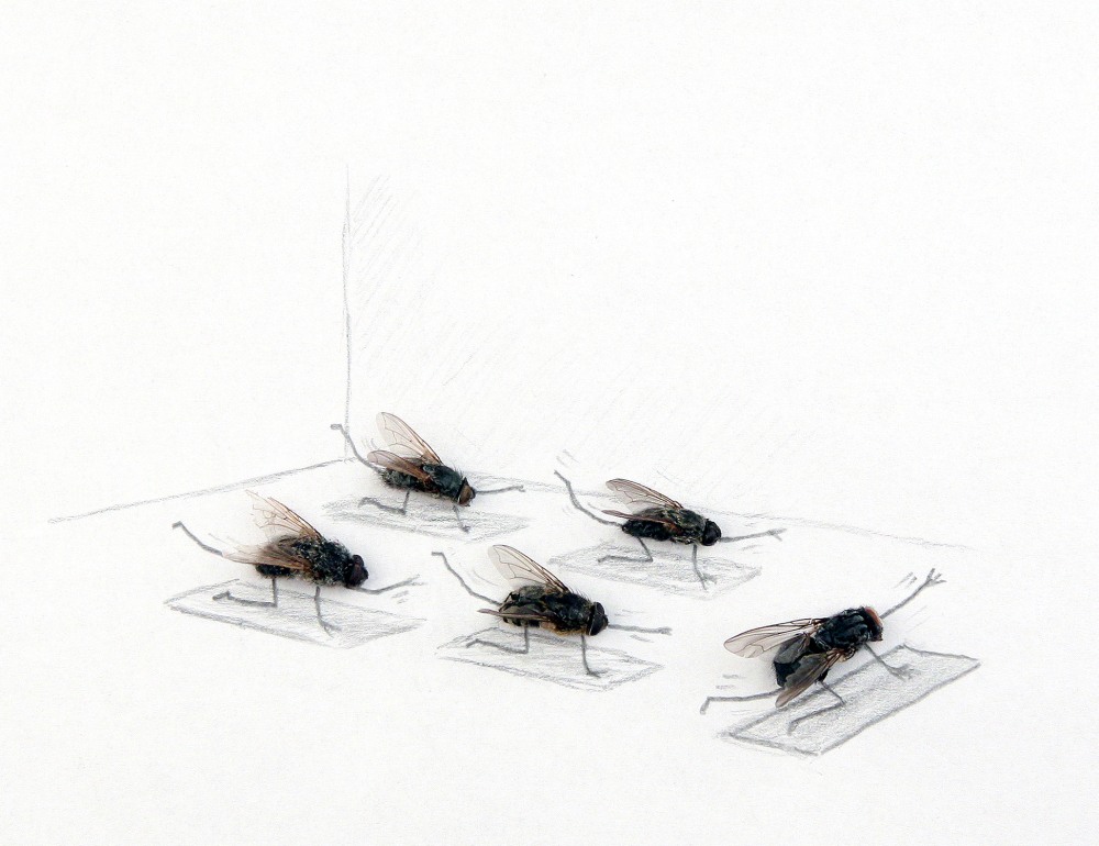 Муха прикол