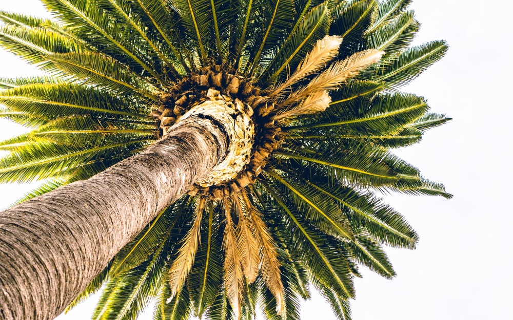 Парсер иконка