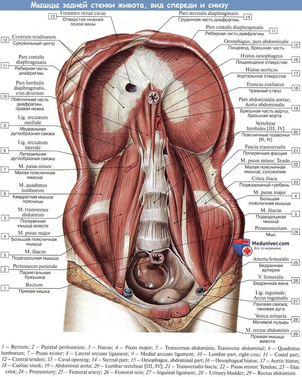 Блэк бары для сони Вегас