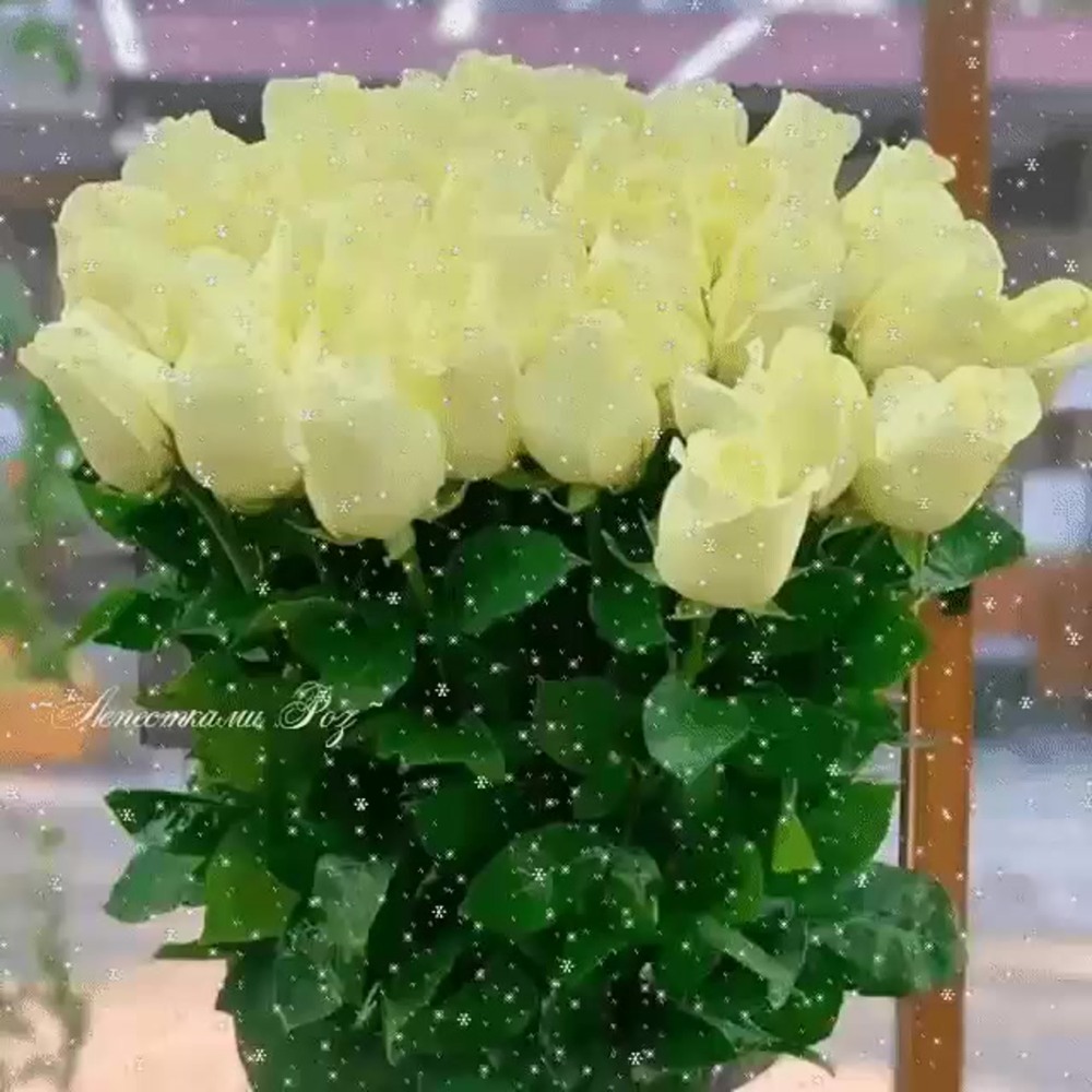 Высокий ум безумию сосед и твердой грани между ними нет