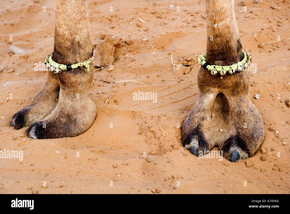 Camel Shaitan