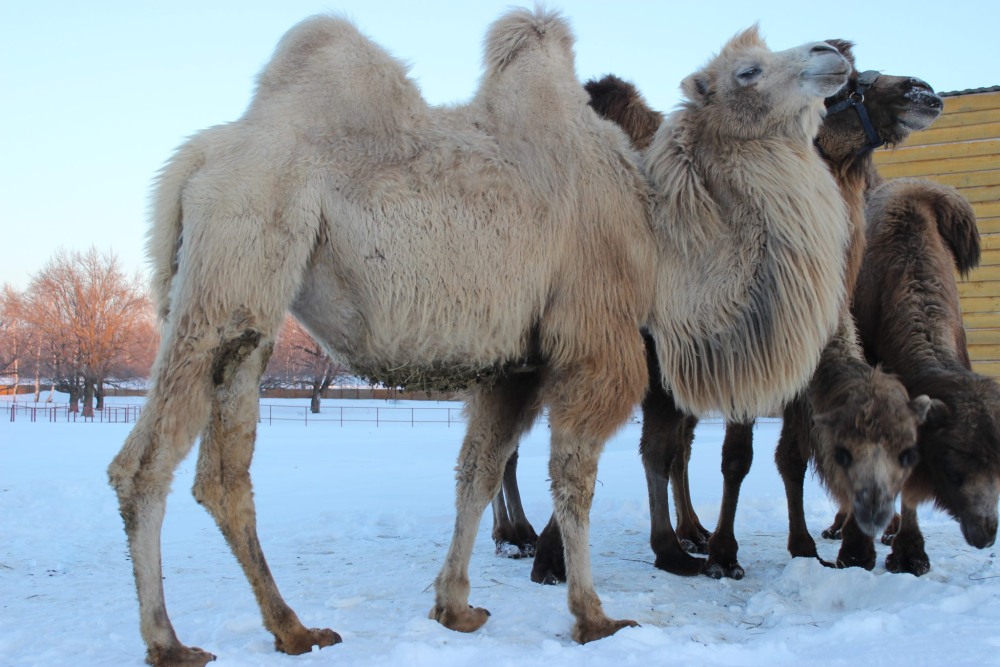 The child of the Camel