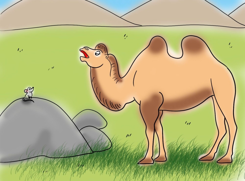 Camelus дромедар Camel