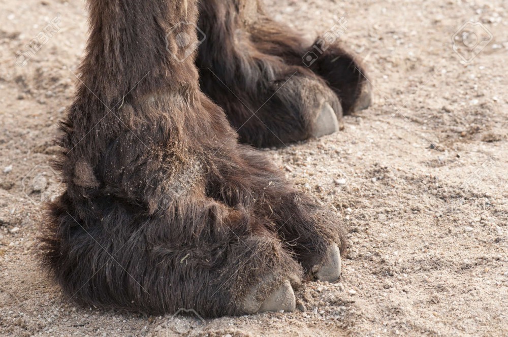 Camel Дикая семья Хвастливая