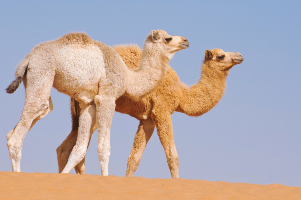 Camel White
