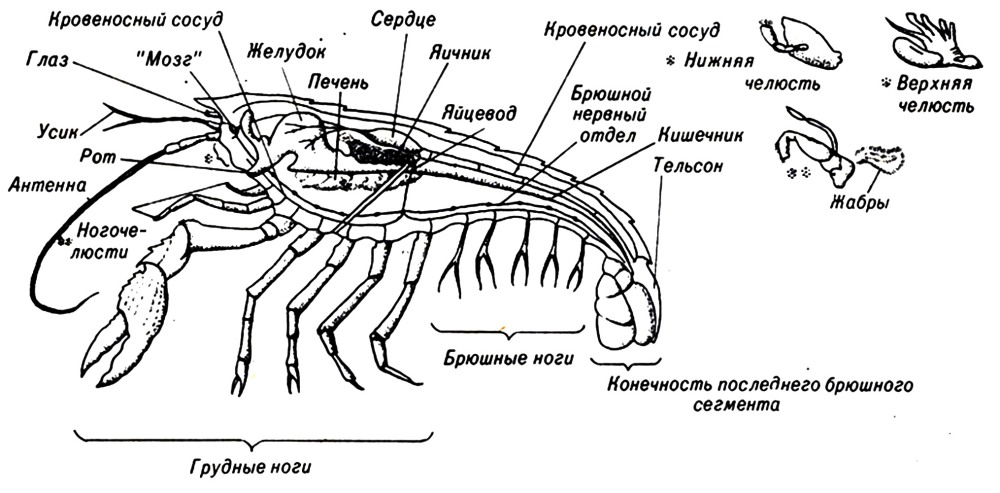 Хентай огромная задница