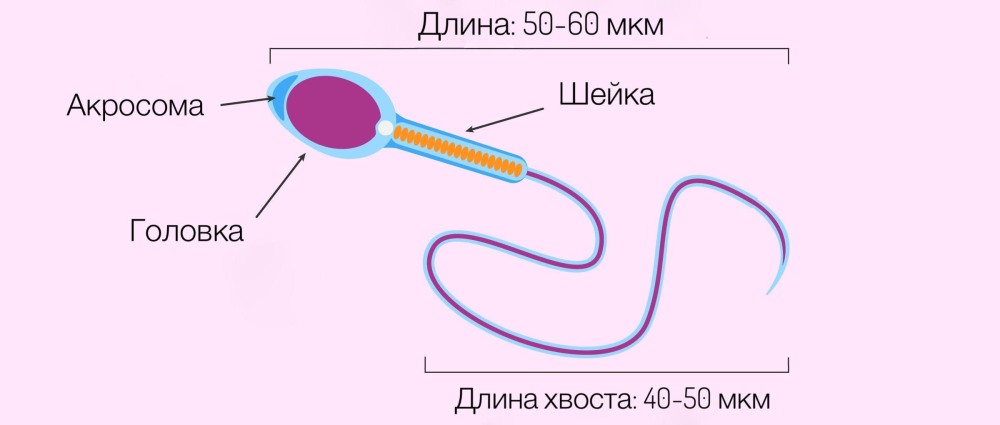 Внешнее строение спинного мозга вид сзади и спереди
