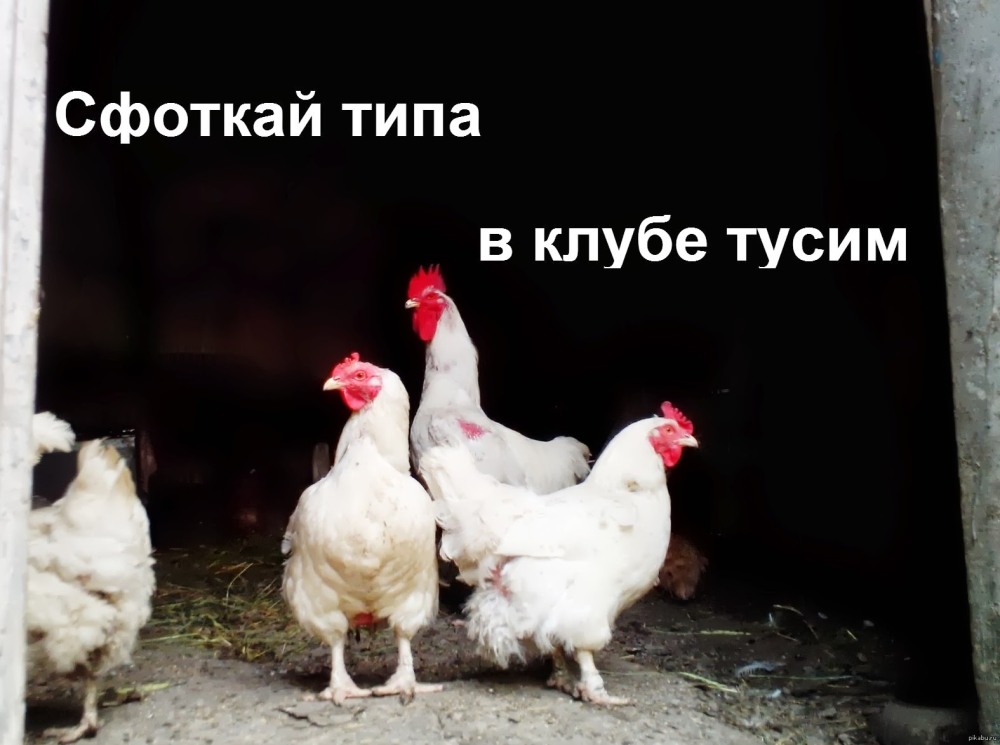 Лисы юмор