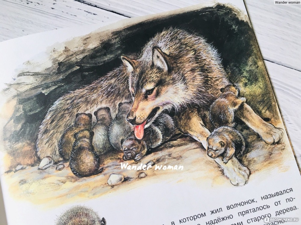 Приключения котенка Познаем мир вокруг нас