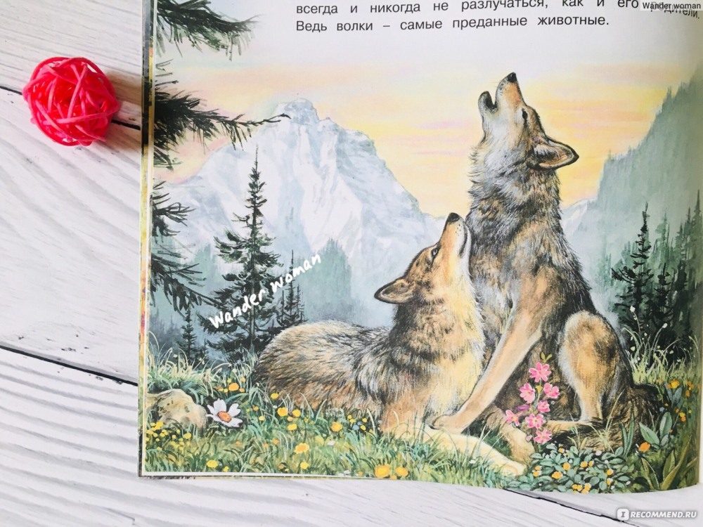 Приключения волчонка книга
